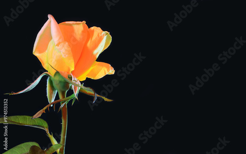 Yellow roses on black background with green leaves