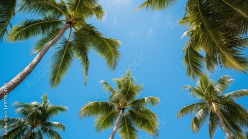 greenery palm trees looking up