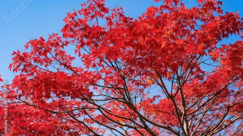 crimson red dogwood photo