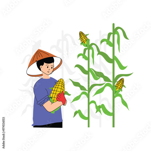A farmer gathering corn cobs from the stalks