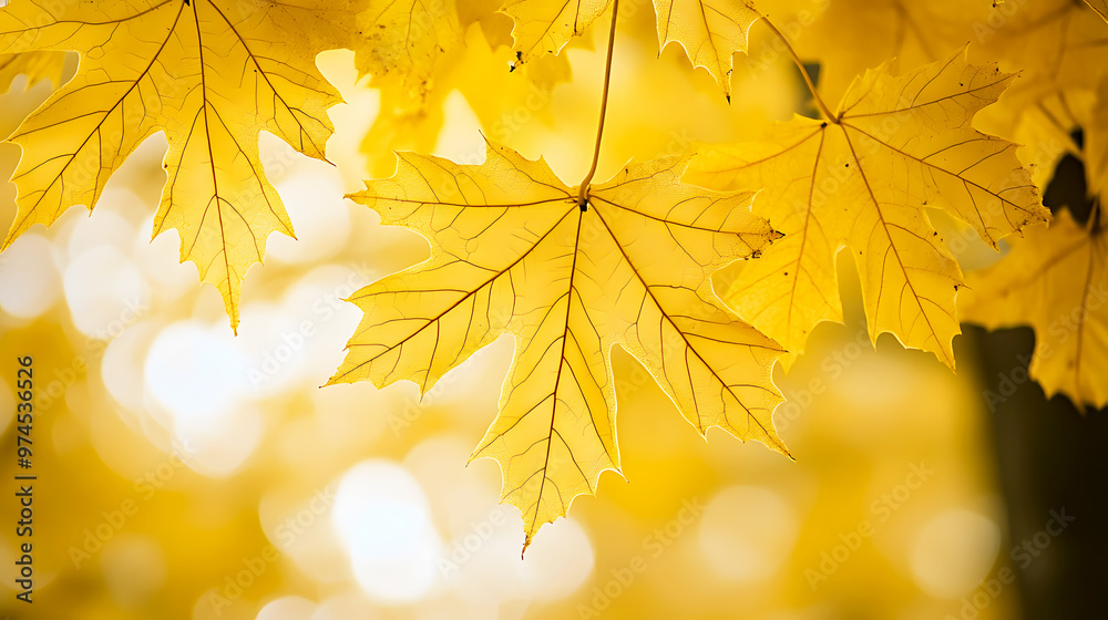 Detailed view of golden maple leaves in autumn, the veins and edges of the leaves sharply defined Detailed view of golden maple leaves in autumn, the veins and edges of the leaves sharply defined