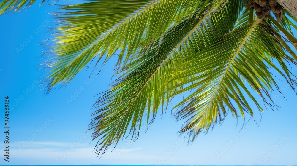 sky beach palm tree sky beach palm tree