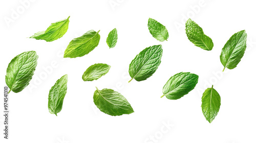 Lush green mint leaves suspended in mid-air against a transparent backdrop, showing off their vivid color and texture, suitable for culinary or herbal applications.