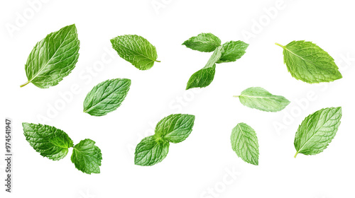 Multiple crisp mint leaves in a vivid green hue floating on a transparent background, displaying their freshness and texture for both cooking and herbal remedies. photo