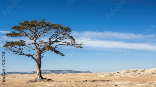 trunk tree above