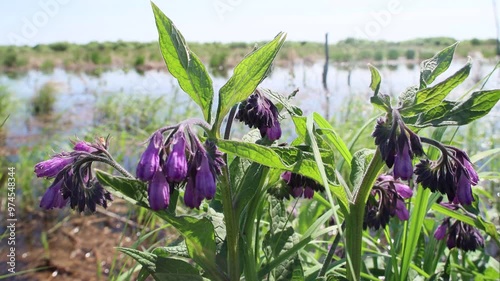 Common comfrey (Symphytum officinale) in the flood meadow blooms in spring. Northwest of Europe. South Ladoga Lake. Honey bees take a lot of medicinal nectar from comfrey flowers photo