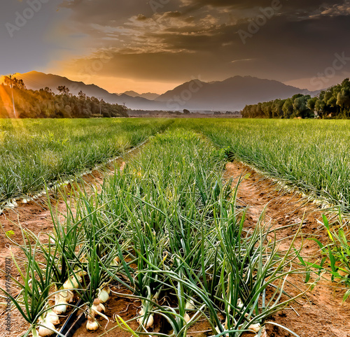 Agricultural field with ripe green onions and water irrigation and propagatio...