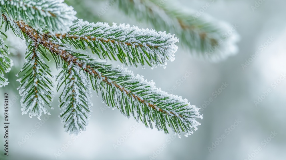 Frost-covered pine branch close-up in winter, natural beauty and tranquility concept Frost-covered pine branch close-up in winter, natural beauty and tranquility concept