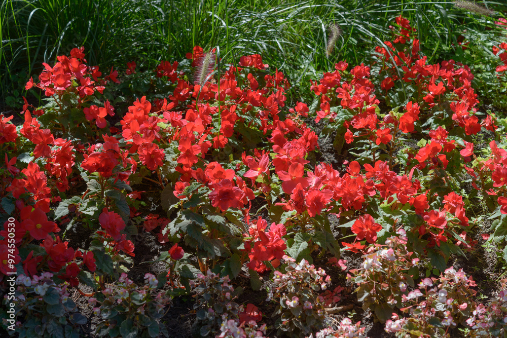 bright red begonia contrasted with wax-leaf begonia border in the park
