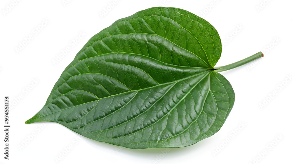 Wild betel leaves on isolated white background ,Green betel leaves isolated on white background,clipping path
Wild betel leaves on isolated white background ,Green betel leaves isolated on white background,clipping path