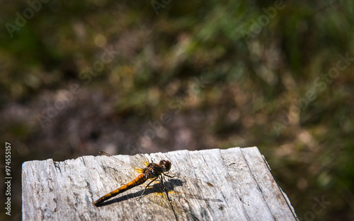 A summer HDR image of a Common Darter, Sympetrum striolatum, on a wooden stile in Langass wood, North Uist, Outer Hebrides, Scotland.  photo