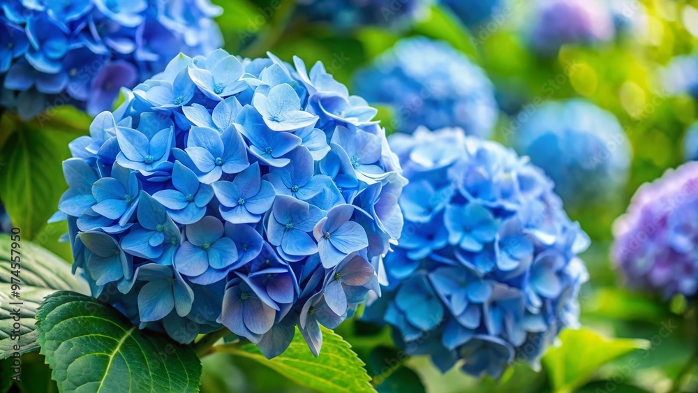 Delicate petals of soft blue hydrangea flowers unfurl against a lush green backdrop, capturing the serenity and beauty of a summer garden in full bloom. Delicate petals of soft blue hydrangea flowers unfurl against a lush green backdrop, capturing the serenity and beauty of a summer garden in full bloom.
