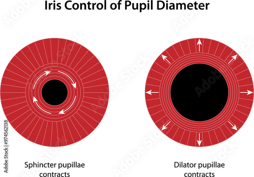 Iris Control of Pupil Diameter