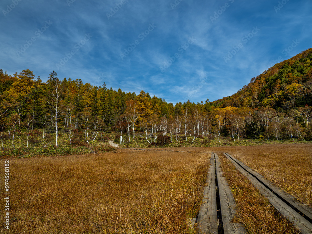 Obraz premium 志賀高原、田ノ原湿原の通歩道からの美しい紅葉の風景