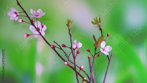 Haitang flowering time-lapse photography photo