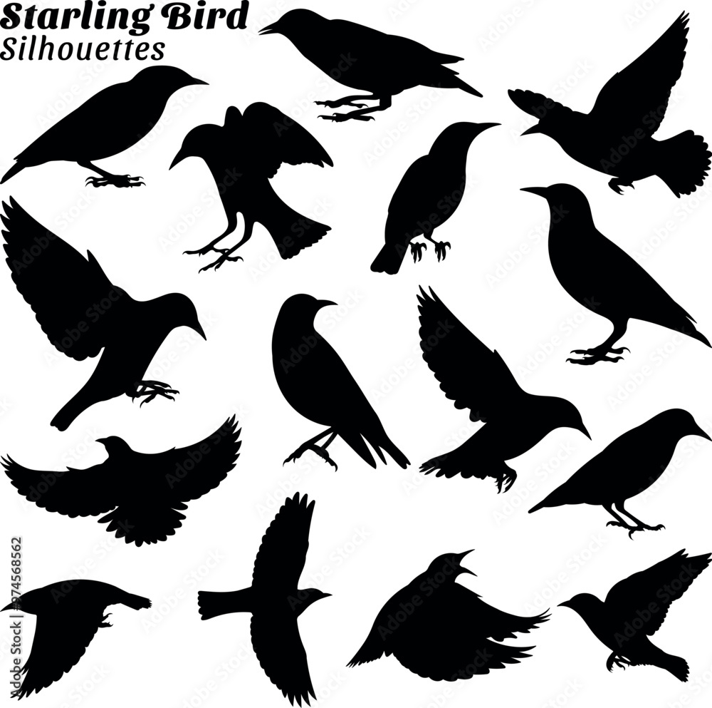 Starling bird silhouettes vector illustration set