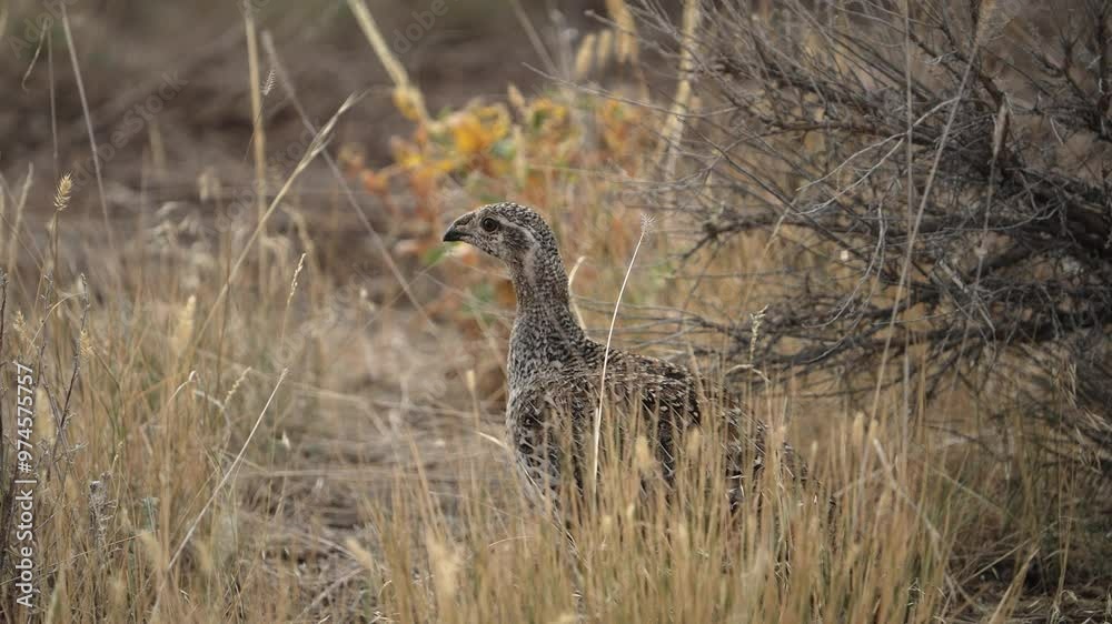 Sage Grouse moving through the brush in Wyoming. Sage Grouse moving through the brush in Wyoming.