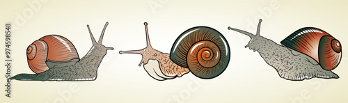 Set of snail. Vector graphics. Snail hand drawn. Vintage line engraving style. Vector illustration.