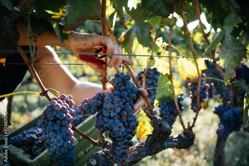 Harvest of Grapes with Hands, Italian Vineyard on Mount Etna, Sicily Nerello Mascalese Wine