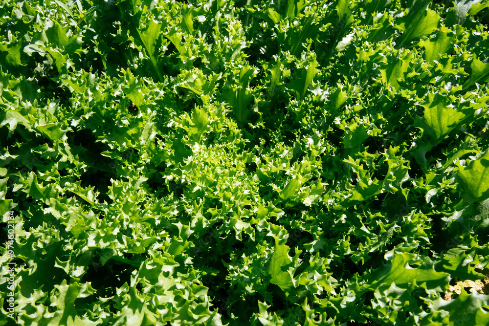 Lettuce Agricultural Field in Italy – Lactuca Sativa - Cichorium endivia field Lettuce Agricultural Field in Italy – Lactuca Sativa - Cichorium endivia field