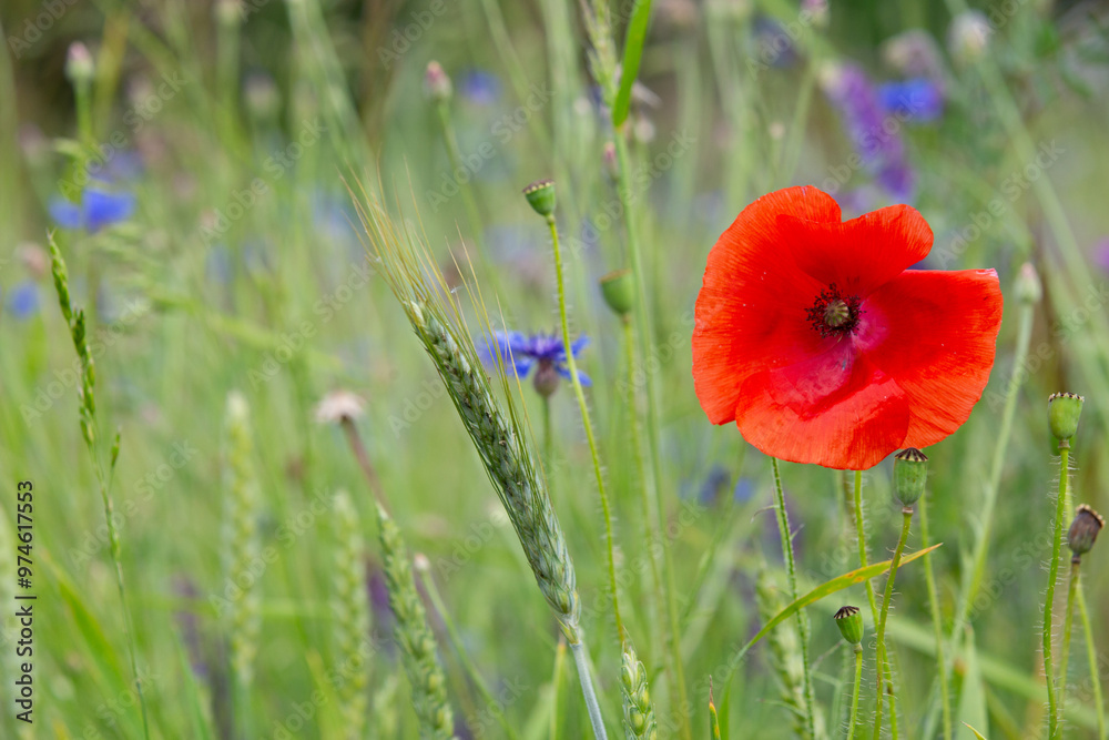 Poppy field as a symbol of Reconciliation Day Poppy field as a symbol of Reconciliation Day