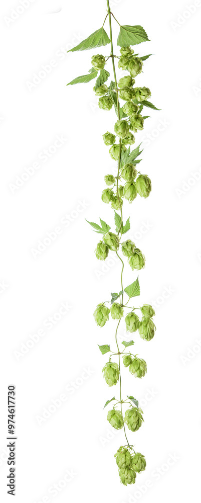 Hops sprig
