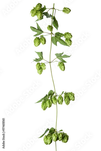 Hops sprig