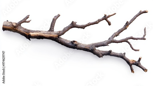 A gnarled branch isolated on a white background.