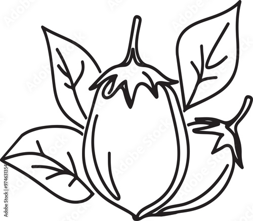 hand drawn brinjal vector