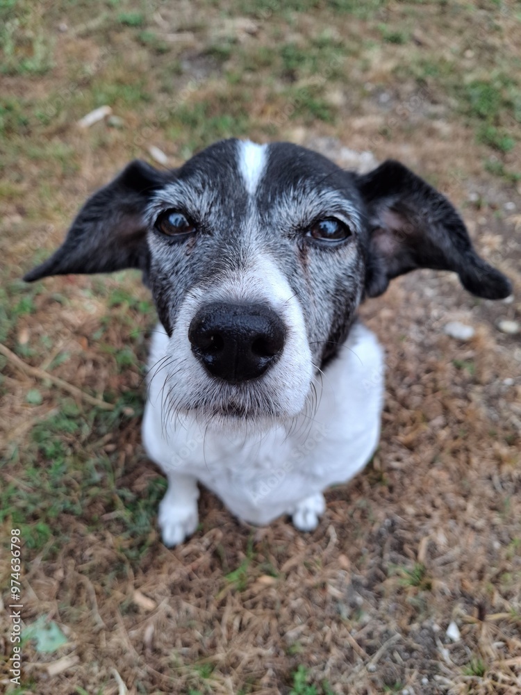CANE METICCIO BIANCO E NERO SU PRATO CANE METICCIO BIANCO E NERO SU PRATO