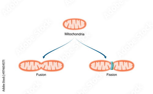 Mitochondrial fusion and fission. Scientific vector illustration.