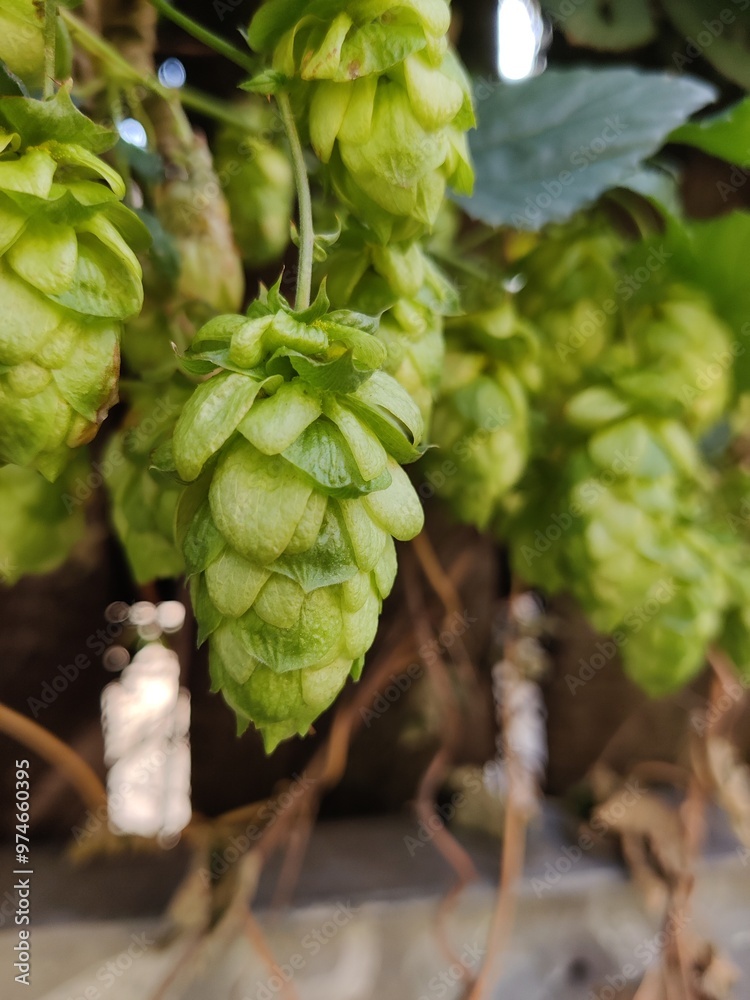 Fototapeta premium Ornamental Hops vine hanging in front of a wooden fence
