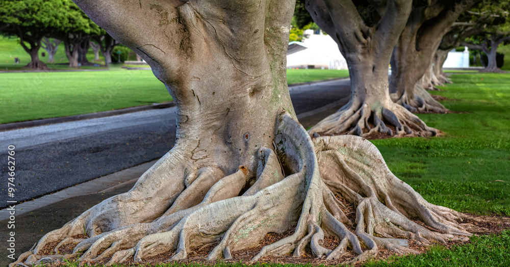 Roots and Trunks of Banyan Trees with Green Grass . Roots and Trunks of Banyan Trees with Green Grass .