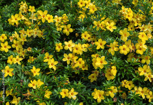 Bright Yellow Flower Background with Green Leaves.