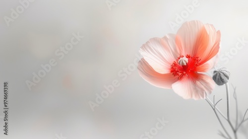 Delicate pink flower emerging from a soft gray background, showcasing intricate petal details and a budding companion, embodying understated beauty and elegance.