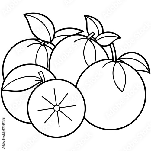 various oranges outline coloring book page line art drawing