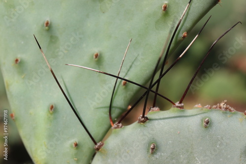 kaktus opuncja Opuntia macrocentra  photo