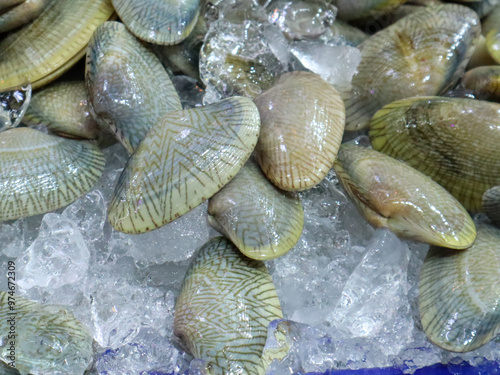 Fresh clams on ice. Closeup image photo