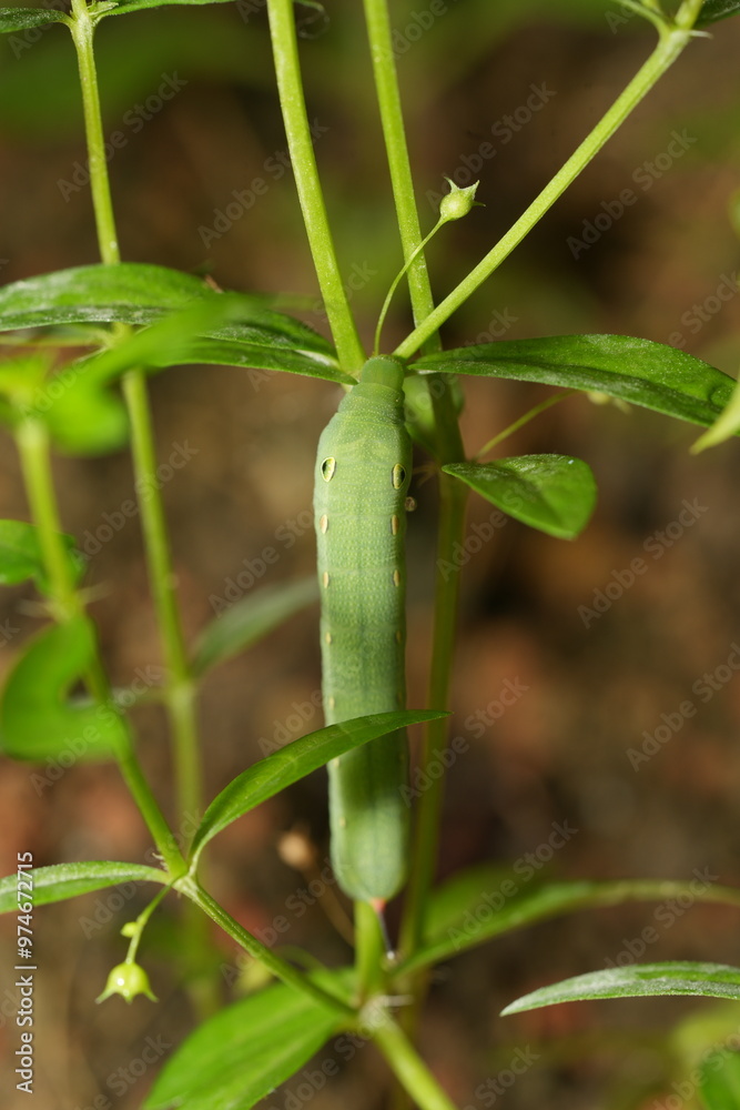 Larva of a Deilephila elpenor Butterfly Larva of a Deilephila elpenor Butterfly