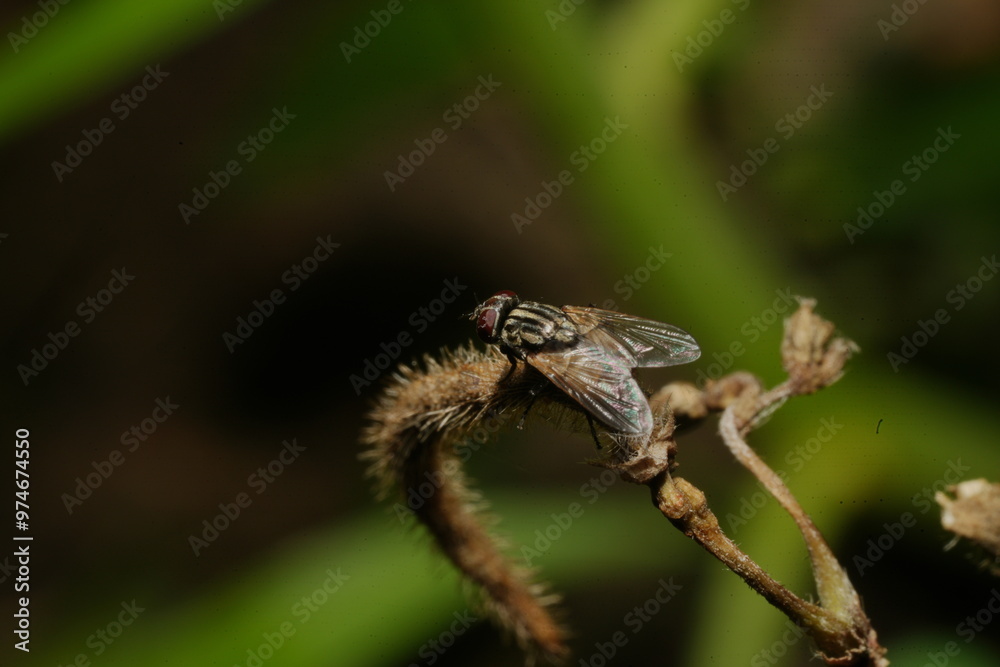 Fototapeta premium Common fly on leaf