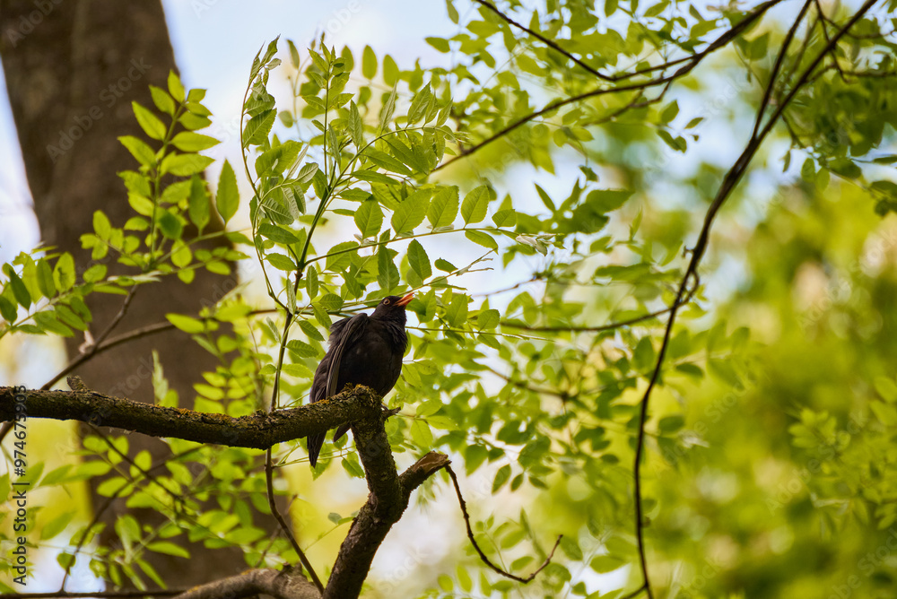 Blackbird (Turdus merula) singing from a branch with a background of green leaves Blackbird (Turdus merula) singing from a branch with a background of green leaves