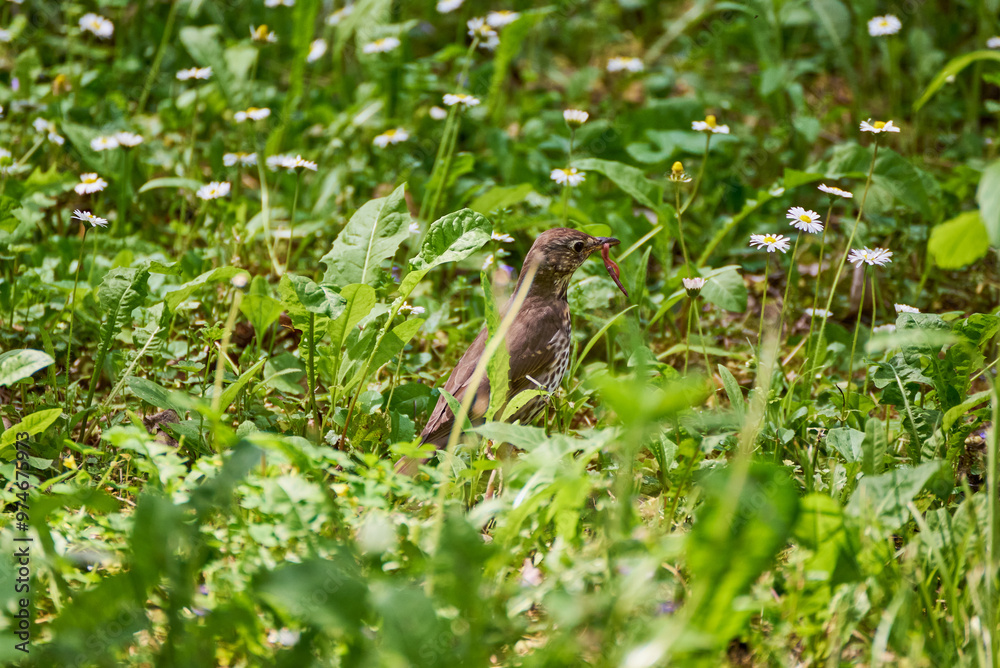 The blackbird (Turdus merula) with a worm wandering through the grass looking for food The blackbird (Turdus merula) with a worm wandering through the grass looking for food