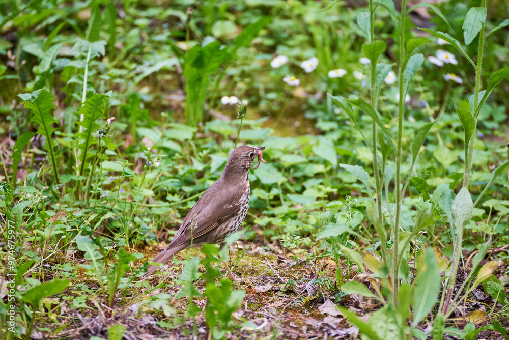 The blackbird (Turdus merula) with a worm wandering through the grass looking for food The blackbird (Turdus merula) with a worm wandering through the grass looking for food