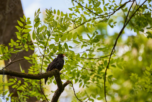 Wallpaper Mural Blackbird (Turdus merula) singing from a branch with a background of green leaves Torontodigital.ca