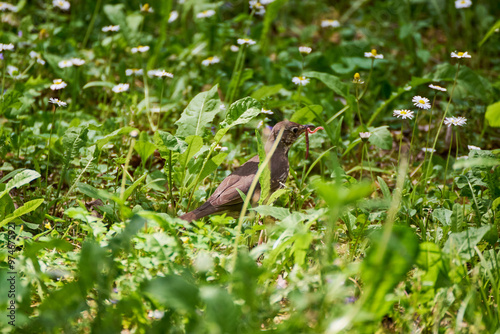 The blackbird (Turdus merula) with a worm wandering through the grass looking for food