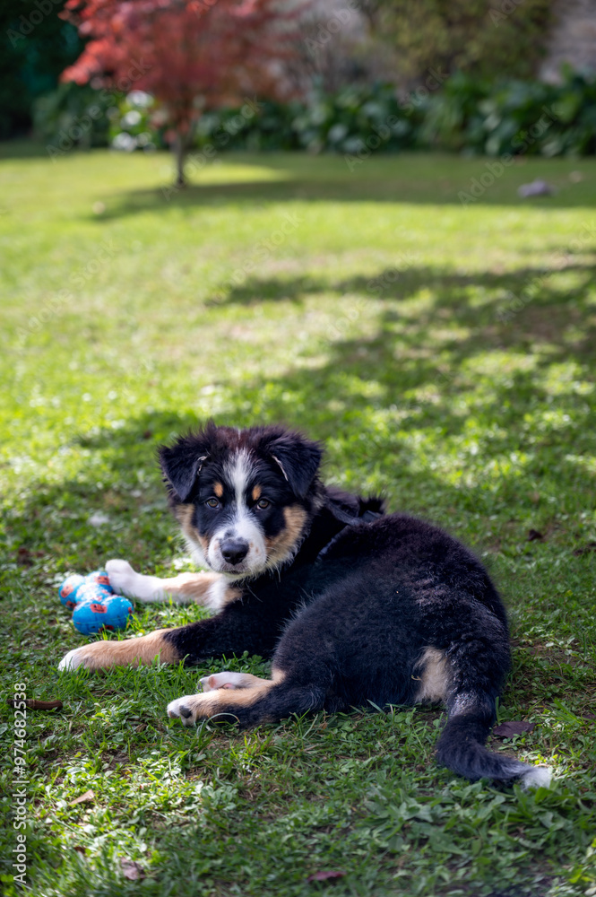 Aussie puppy dog in the park playing with a toy Aussie puppy dog in the park playing with a toy