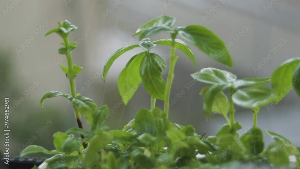 Green basil under a splash of rain growing in a pot fresh healthy homegrown food macro video with blurred bokeh backgrounds Green basil under a splash of rain growing in a pot fresh healthy homegrown food macro video with blurred bokeh backgrounds