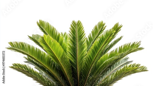 A close-up view of lush, green palm fronds against a white background.