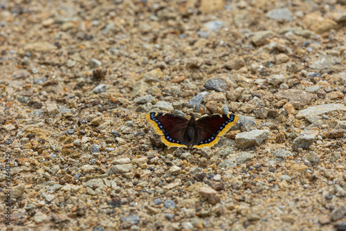 Trauermantel  (Nymphalis Antiopa, Mourning Cloak, Camberwell Beauty) on a path in the Bavarian Forest photo