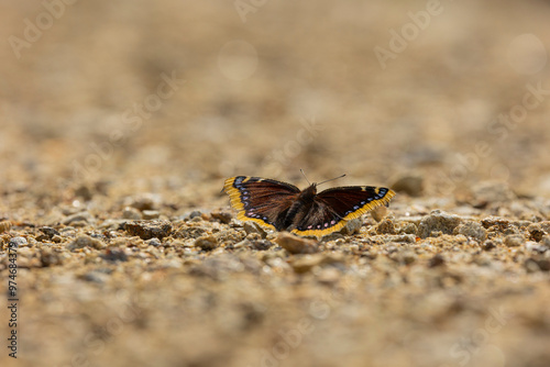 Trauermantel  (Nymphalis Antiopa, Mourning Cloak, Camberwell Beauty) on a path in the Bavarian Forest photo